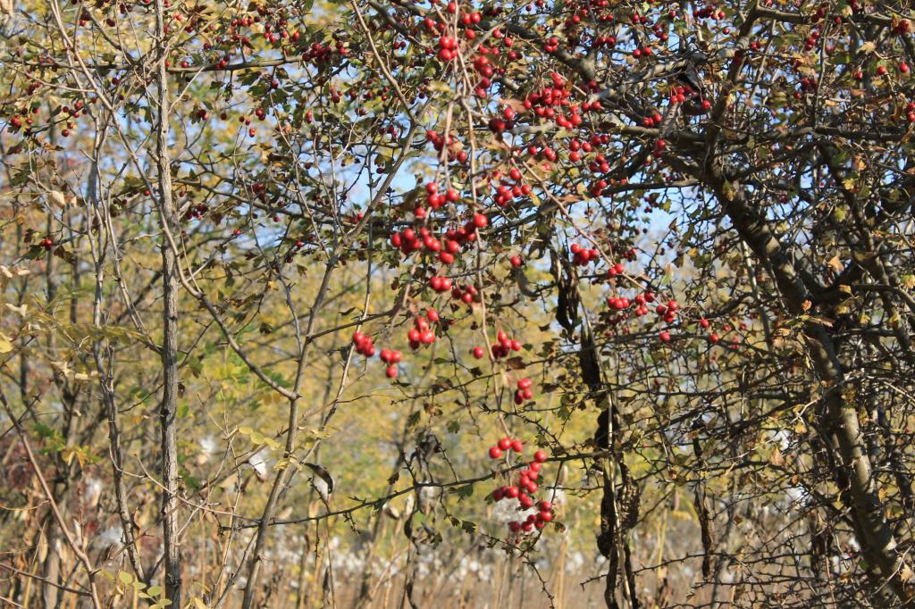 Emléktúra Dány 2012.10.23.